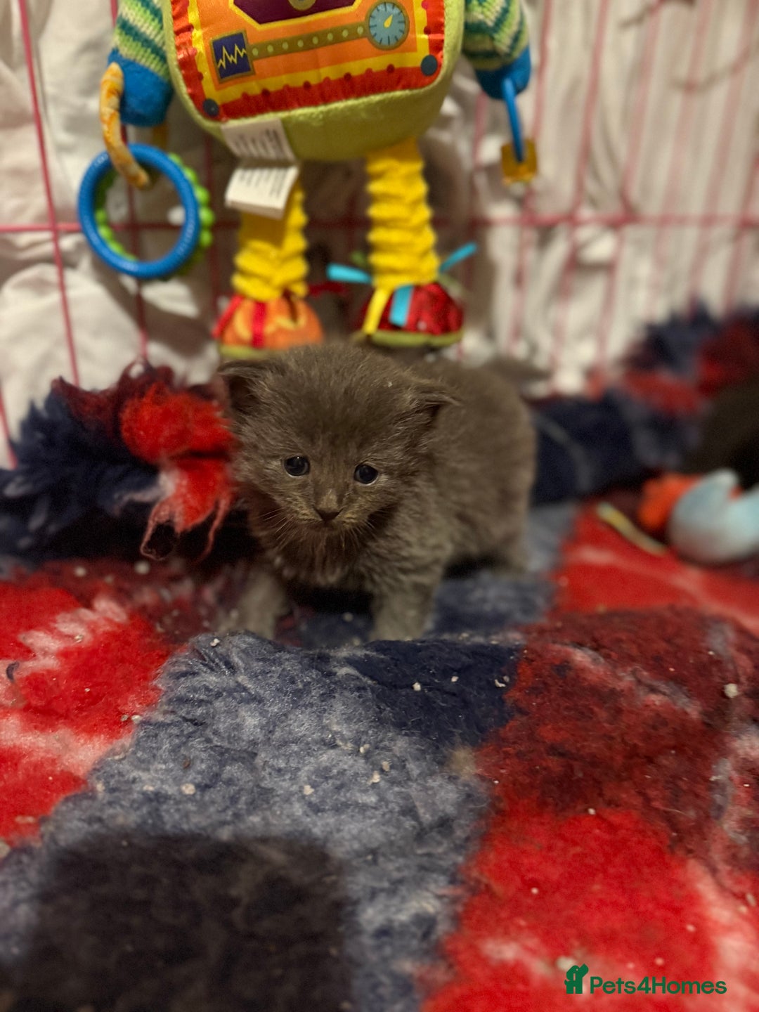 Ragcoon cats for sale: READY NOW Stunning RAGCOON Kittens  - Advert 2