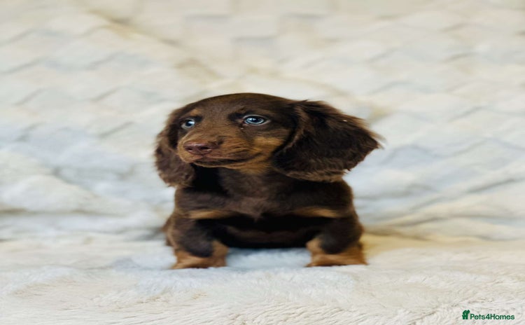 Miniature Dachshund dogs - Advert 8
