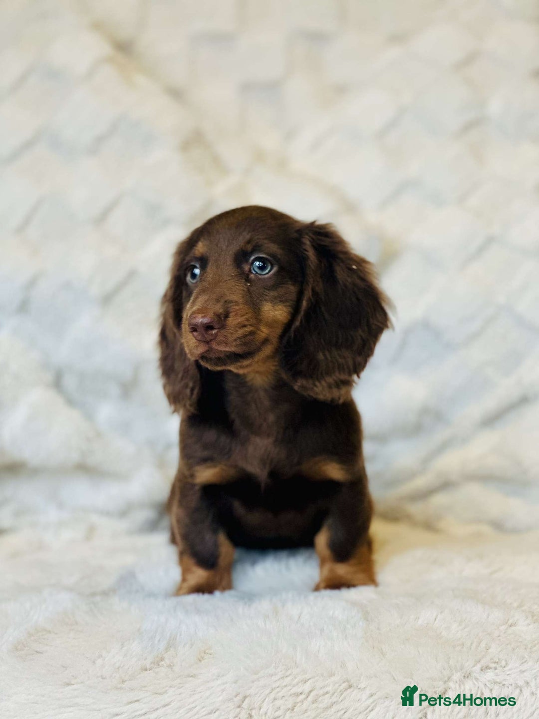 Miniature Dachshund dogs for sale: Long Haired miniature dachshunds - Image 1