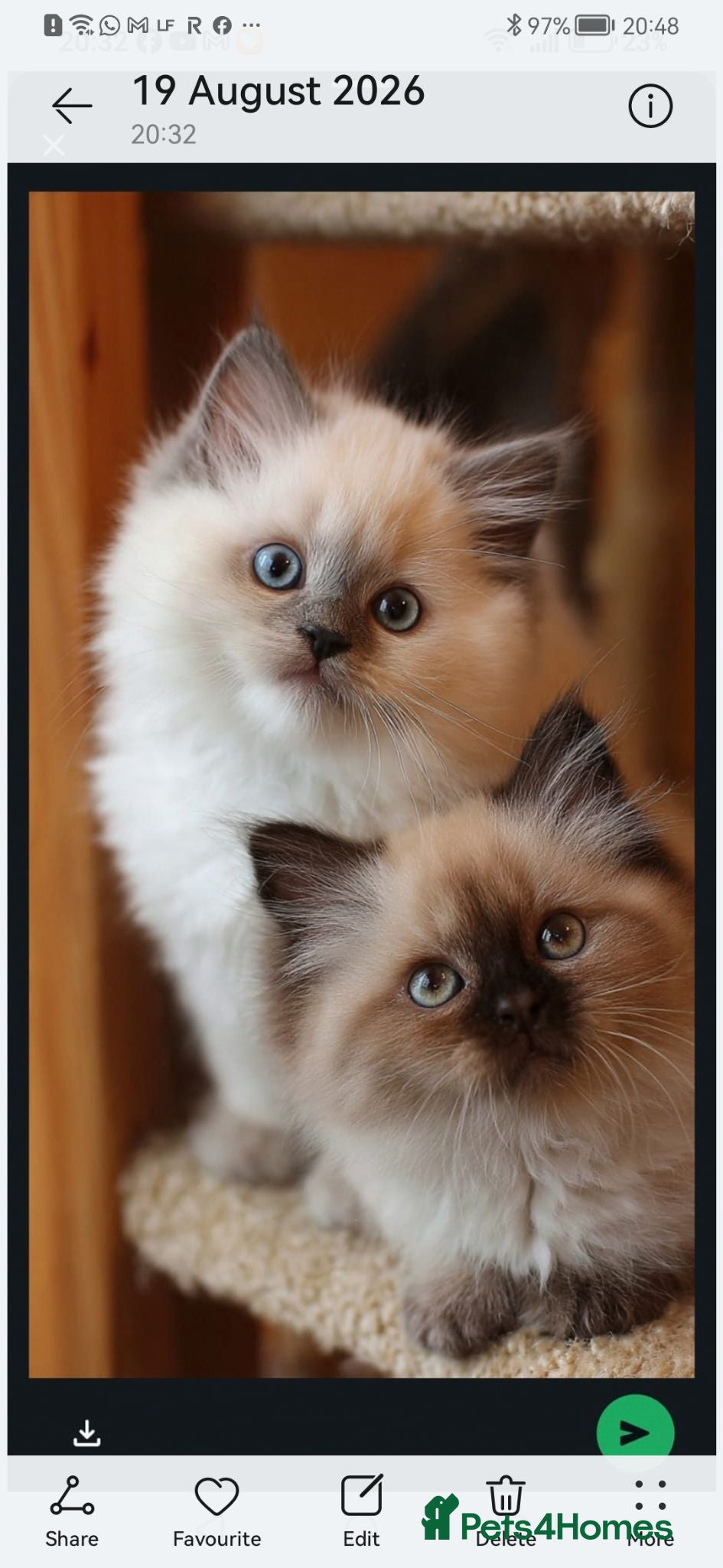 Mixed Breed cats Persian x ragdoll kittens for sale  - Advert 5