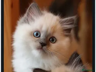 Mixed Breed cats Persian x ragdoll kittens for sale - Advert 5