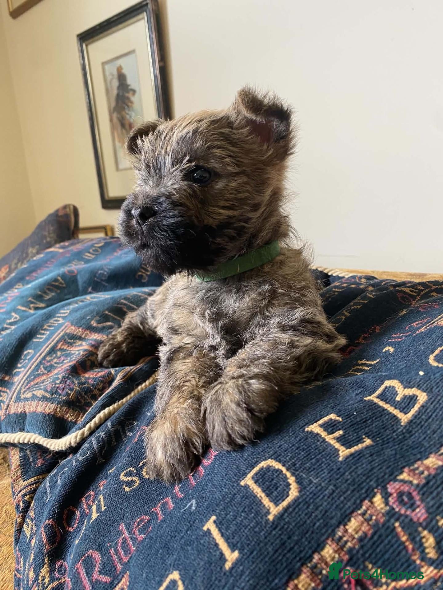 Cairn Terrier dogs Cairn Terrier Puppies - Advert 1