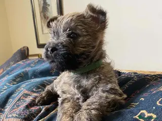 Cairn Terrier dogs Cairn Terrier Puppies - Advert 12