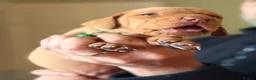 Hungarian Vizsla dogs for sale: The Golden-Hearted Guardians’ Litter 2026 - Advert 5