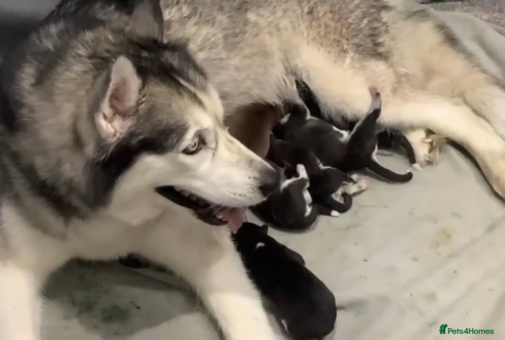 Siberian Husky dogs Gorgeous Siberian Puppies - Advert 1