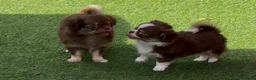 Chihuahua dogs for sale: Beautiful long coat puppies  - Advert 7