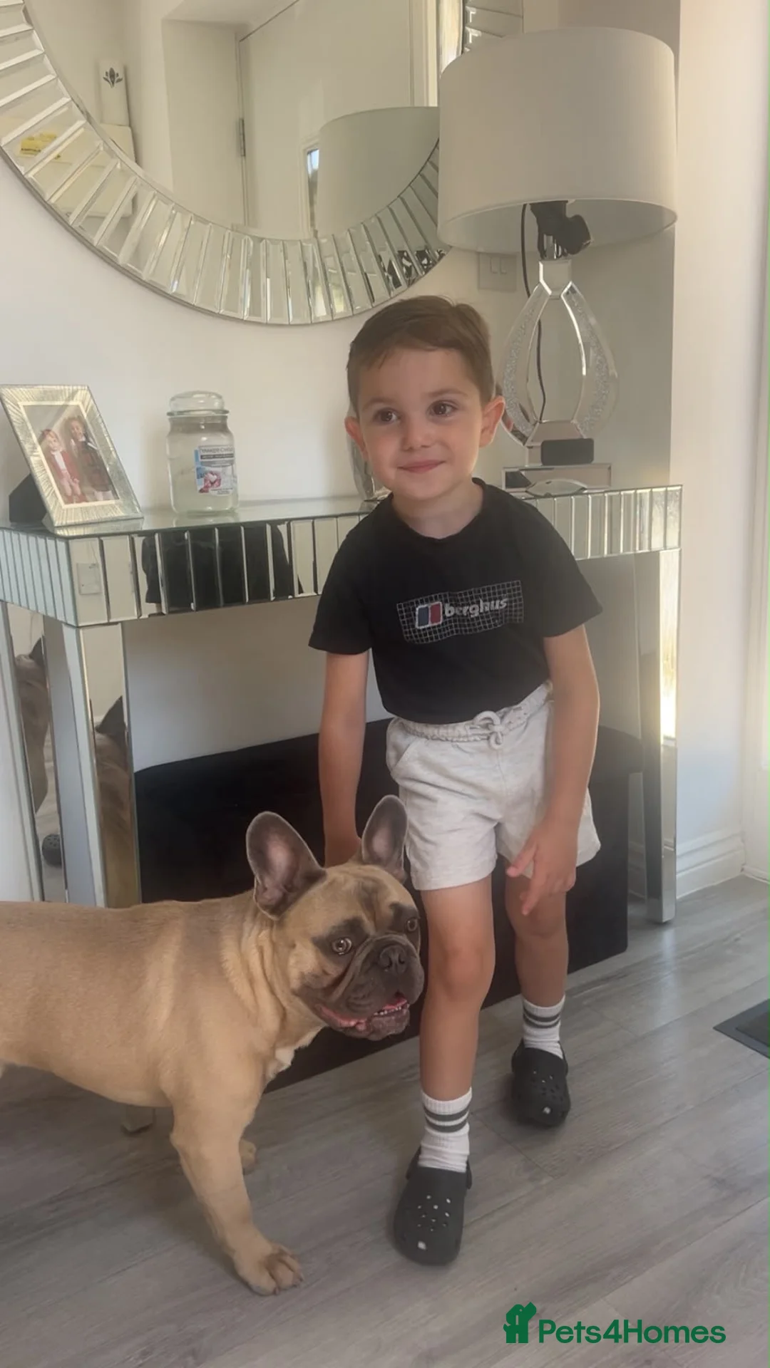 French Bulldog dogs for sale: Male French Bulldog – 2 Years Old in August in Romsey - Advert 7