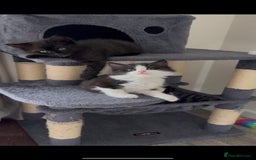 British Longhair cats for sale: 3 Gorgeous Fluffy Cuddly Babies! - Image 17