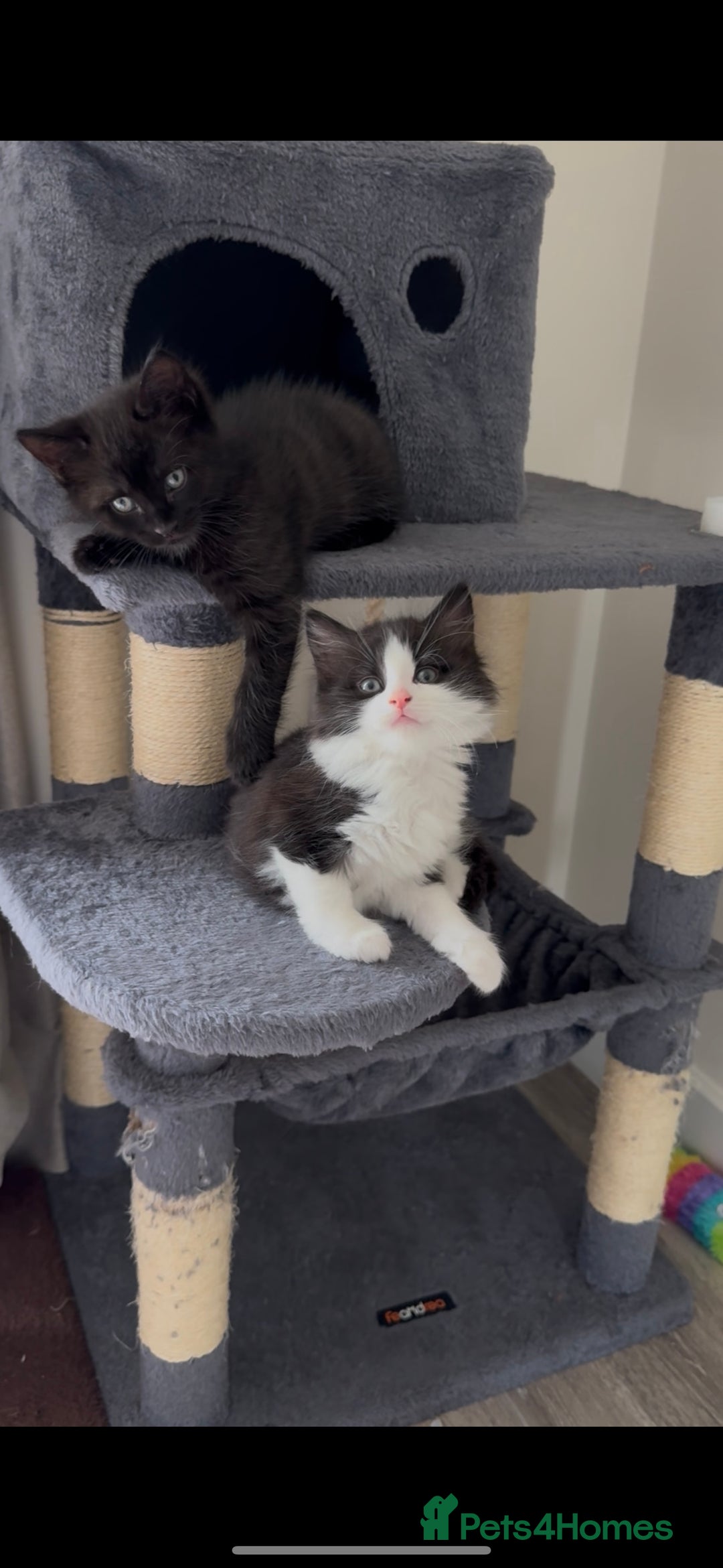 British Longhair cats for sale: 3 Gorgeous Fluffy Cuddly Babies! - Image 17