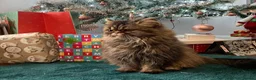 Exotic cats for sale: Beautiful exotic kittens - Advert 11