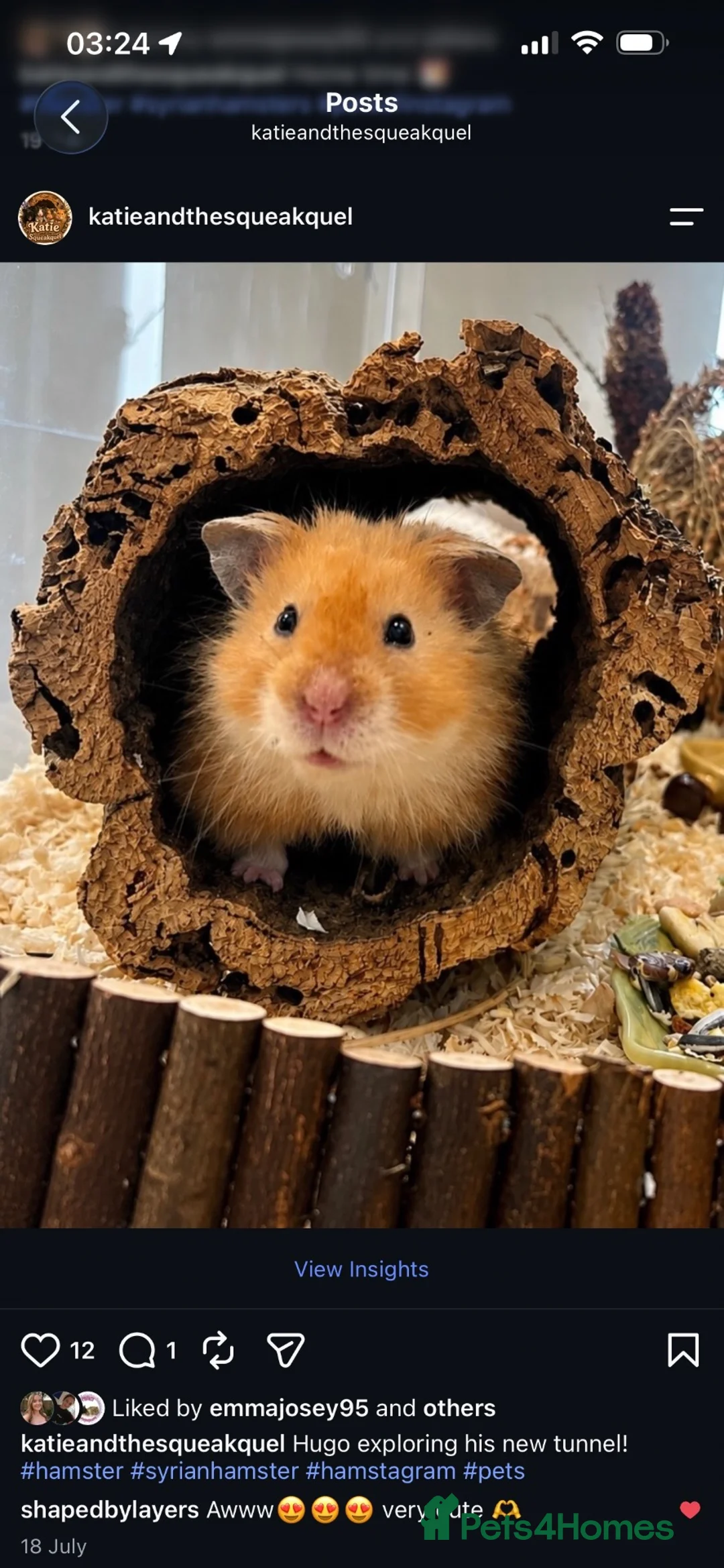 Hamster rodents for sale: Waiting list - Syrian hamster babies  - Advert 2