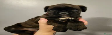 Boxer 5
