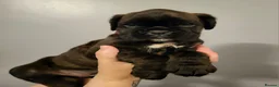 Boxer dogs for sale:  Beautiful Bobtail/ tailed boxer puppy - Advert 9