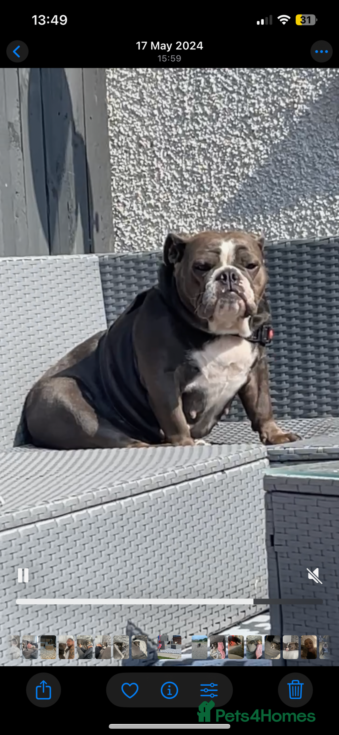 English Bulldog dogs for sale: ENGLISH BULLDOG PUPPIES FOR SALE🩷💙 - Image 8