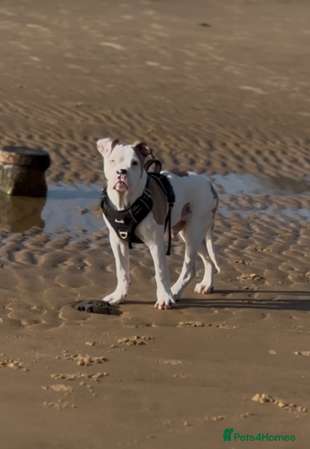 American Bulldog dogs for sale: REHOMING AMERICAN BULLDOG PUP in Walton on the Naze - Advert 5