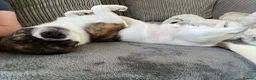 Jug dogs for sale: Almost 3 year old jug  - Advert 7