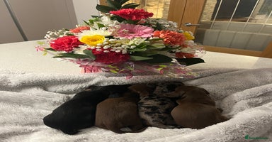 Miniature Dachshund dogs - Advert 9