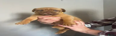 Dogue De Bordeaux 4