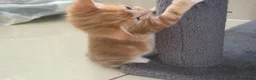 Mixed Breed cats for sale: Beautiful kittens for sale  - Advert 14