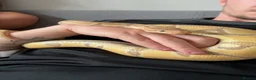 Python Snake reptiles for sale: Banana Ball Python  - Advert 2