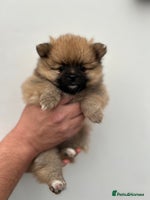 Pomeranian dogs Pomeranian puppies - Advert 4