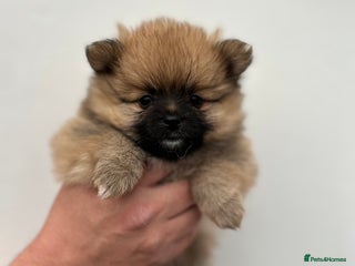 Pomeranian dogs - Advert 1