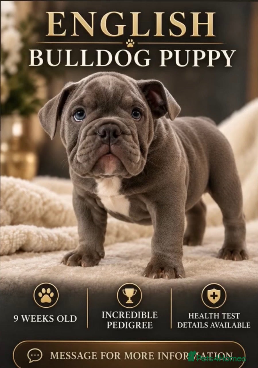 English Bulldog dogs for sale: English Bulldogs - stunning & health tested - Advert 11