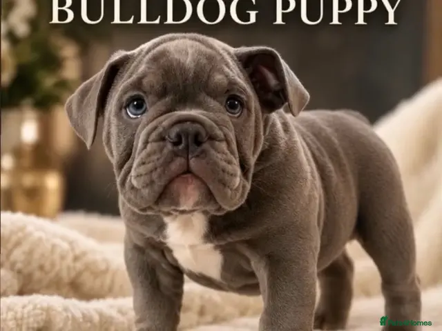 English Bulldog dogs for sale: English Bulldogs - stunning & health tested - Advert 2
