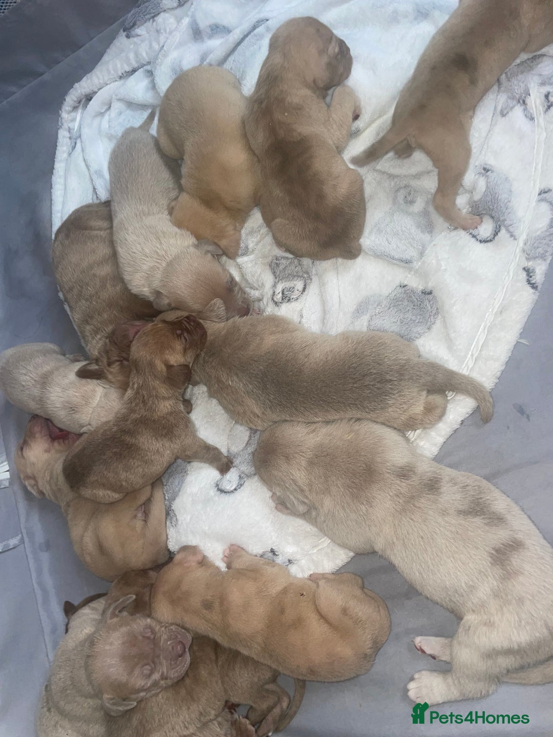 Mixed Breed dogs for sale: Cane Corso X mastiff - Image 2