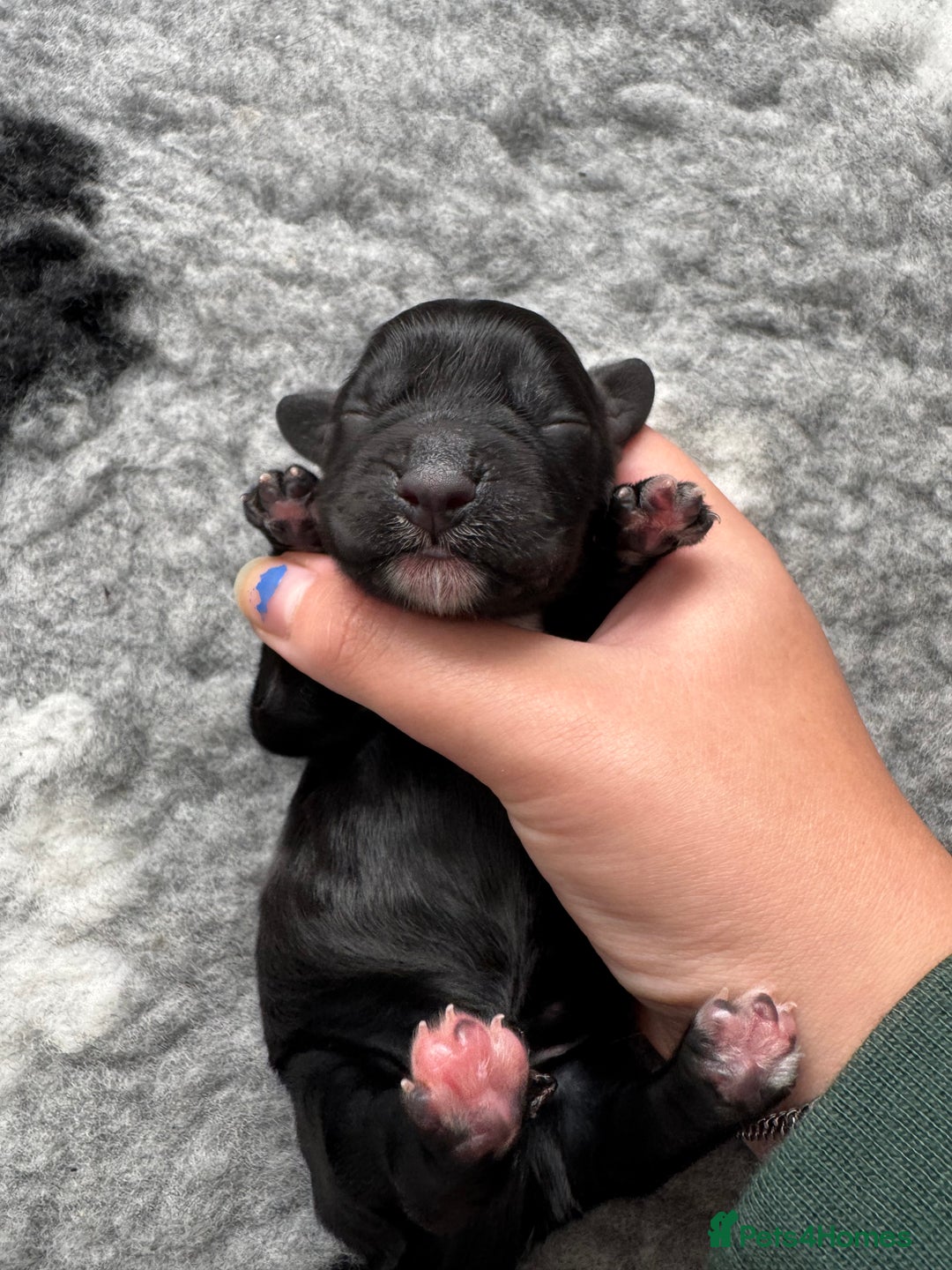 Cocker Spaniel dogs for sale: Stunning Cocker Spaniel puppies - Image 4