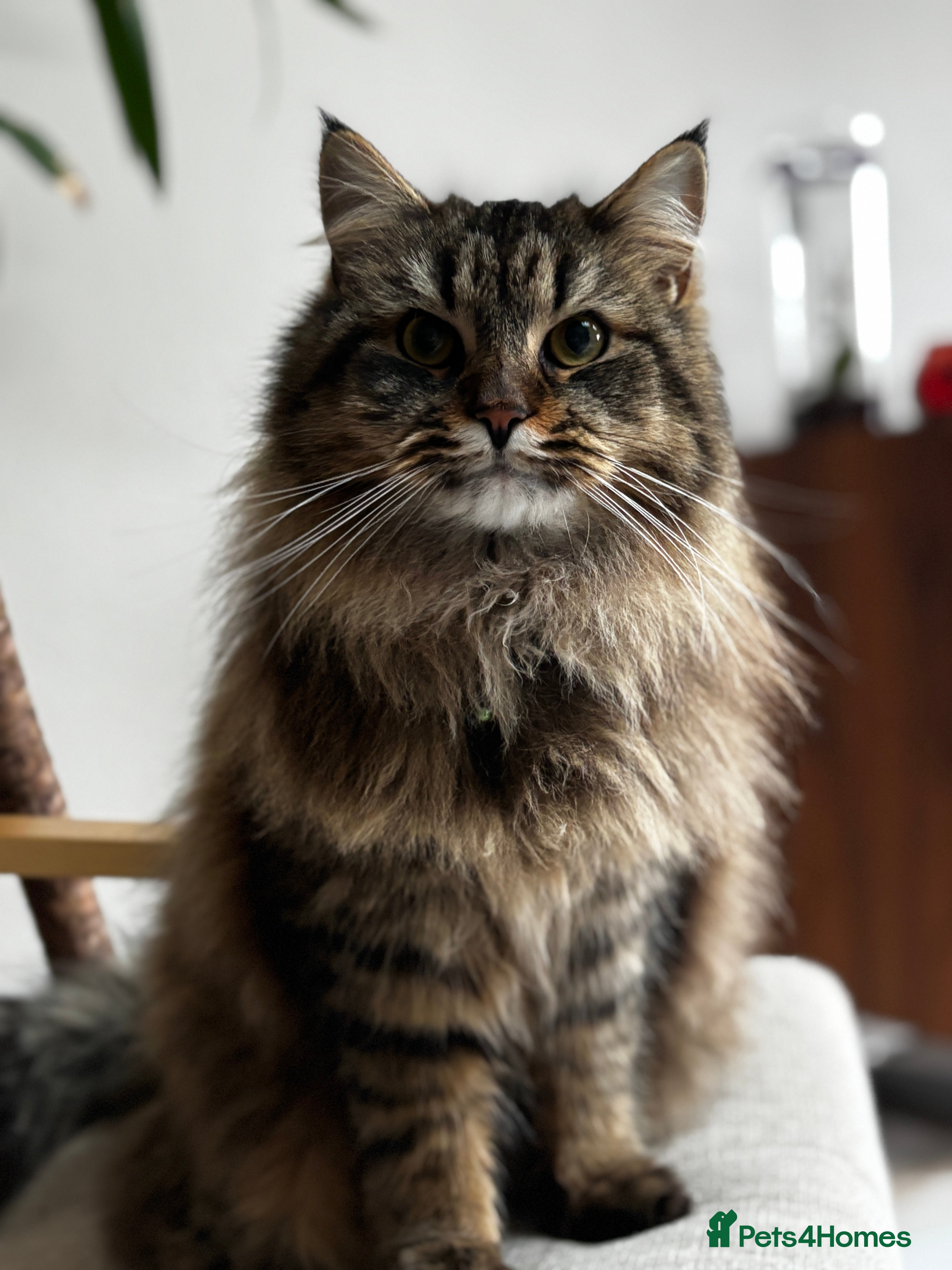 Siberian cats Stanley the cuddly Siberian - Advert 1