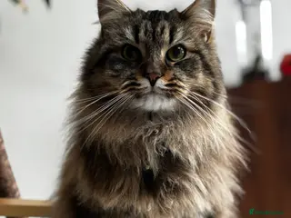 Siberian cats Stanley the cuddly Siberian - Advert 2