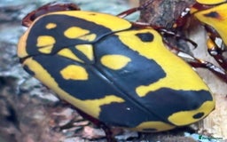 Beetles invertebrates for sale: Pachnoda Fissipunctum Adult beetles - Image 2