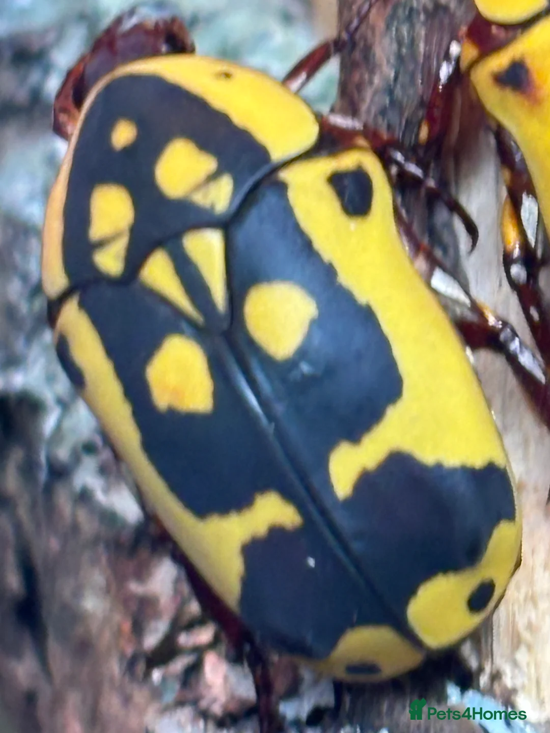 Beetles invertebrates for sale: Pachnoda Fissipunctum Adult beetles x4 - Advert 2