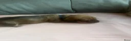 Dachshund dogs for sale: 4 beautiful dachshunds  - Advert 2