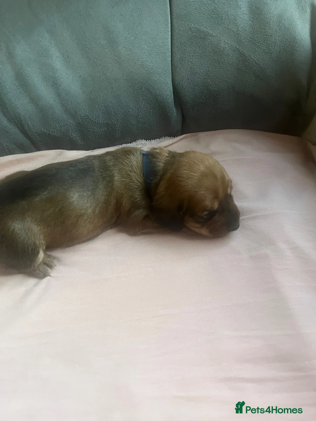 Dachshund dogs for sale: 4 beautiful dachshunds  - Advert 2