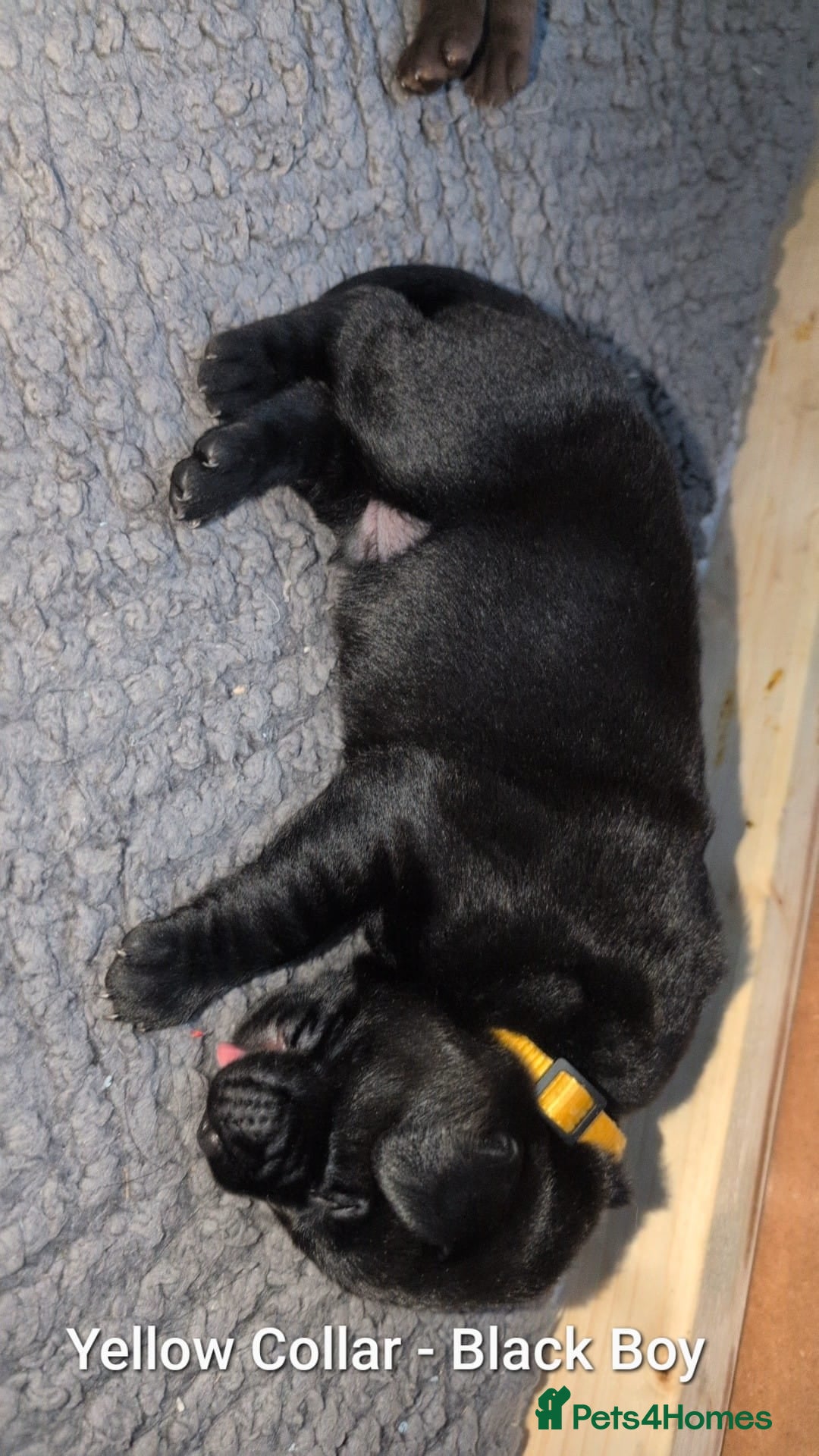 Labrador Retriever dogs for sale: Labrador puppies  - Advert 4