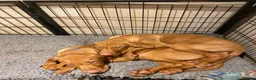 Hungarian Vizsla dogs for sale: Hungarian w/h vizsla s last 2 boys remaining  - Advert 10