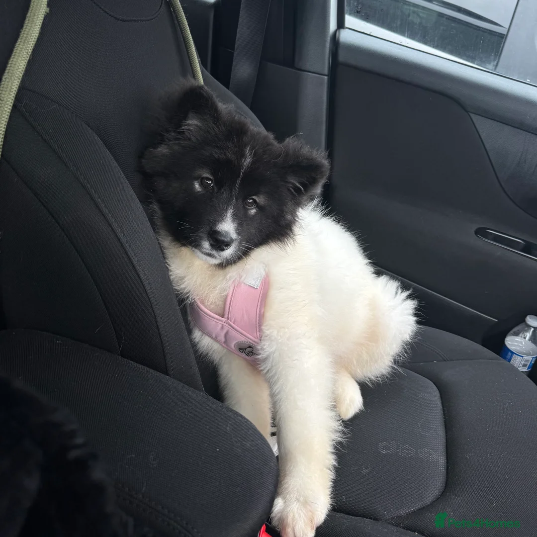 Akita dogs for sale: Quality Family Raised American Akita Puppies - Advert 1