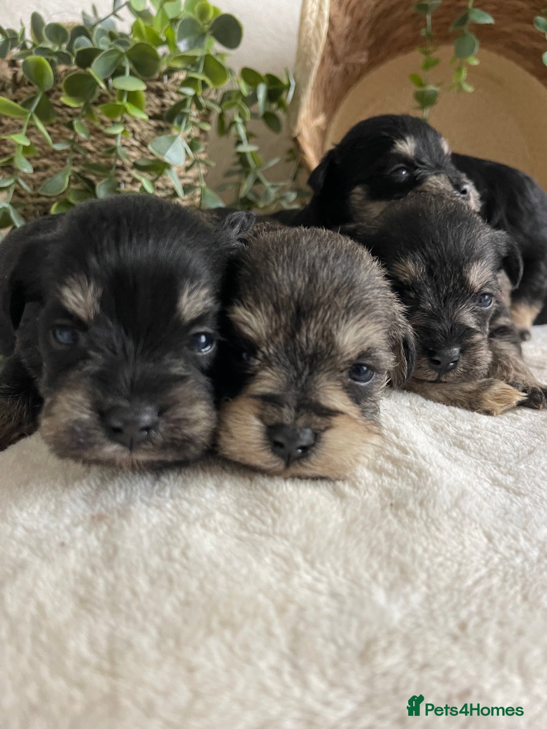Miniature Schnauzer dogs for sale: STUNNING DNA TESTED MINI SCHNAUZER  - Advert 1