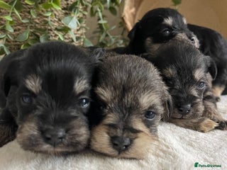 Miniature Schnauzer dogs STUNNING DNA TESTED MINI SCHNAUZER - Advert 3