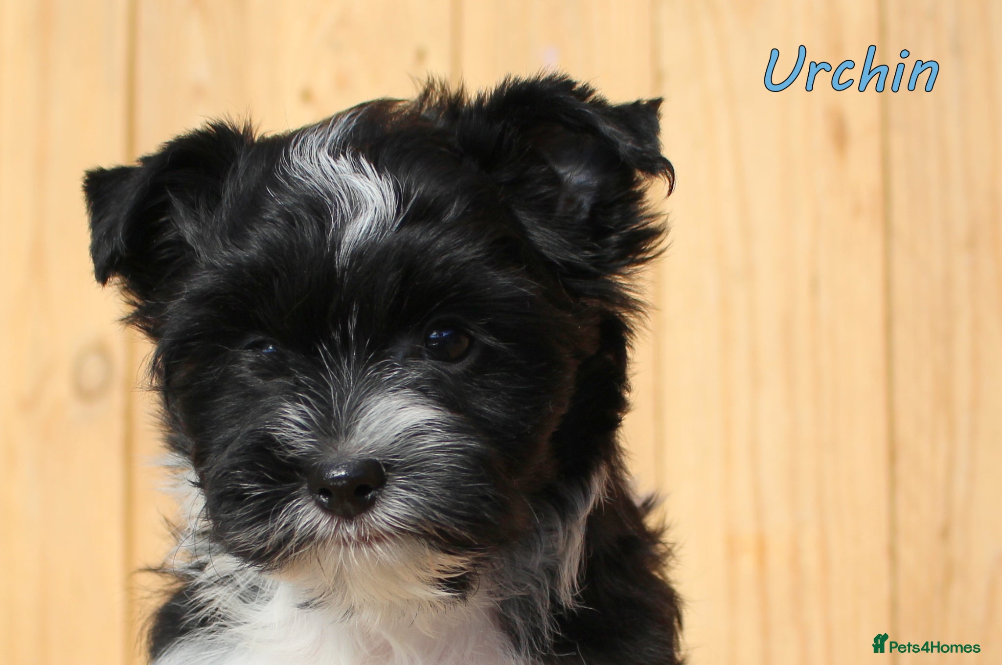 Biewer Terrier dogs ✨ Stunning Biewer & Merle Yorkies – Ready 09 Apr ✨ - Advert 16