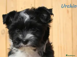 Biewer Terrier dogs ✨ Stunning Biewer & Merle Yorkies – Ready 09 Apr ✨ - Advert 16