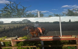 Arabian horse horses for sale: 15.3 gelding looking for a new home - Image 4