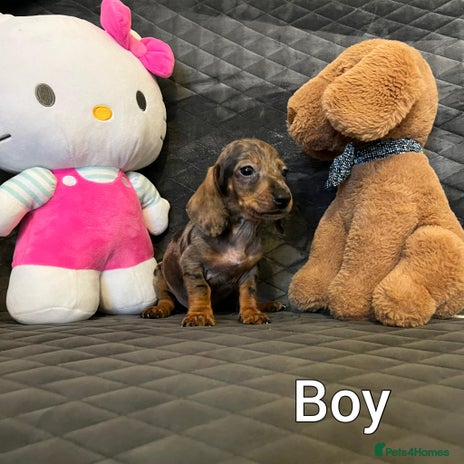 Miniature Dachshund dogs Miniature Dachshund - Advert 3