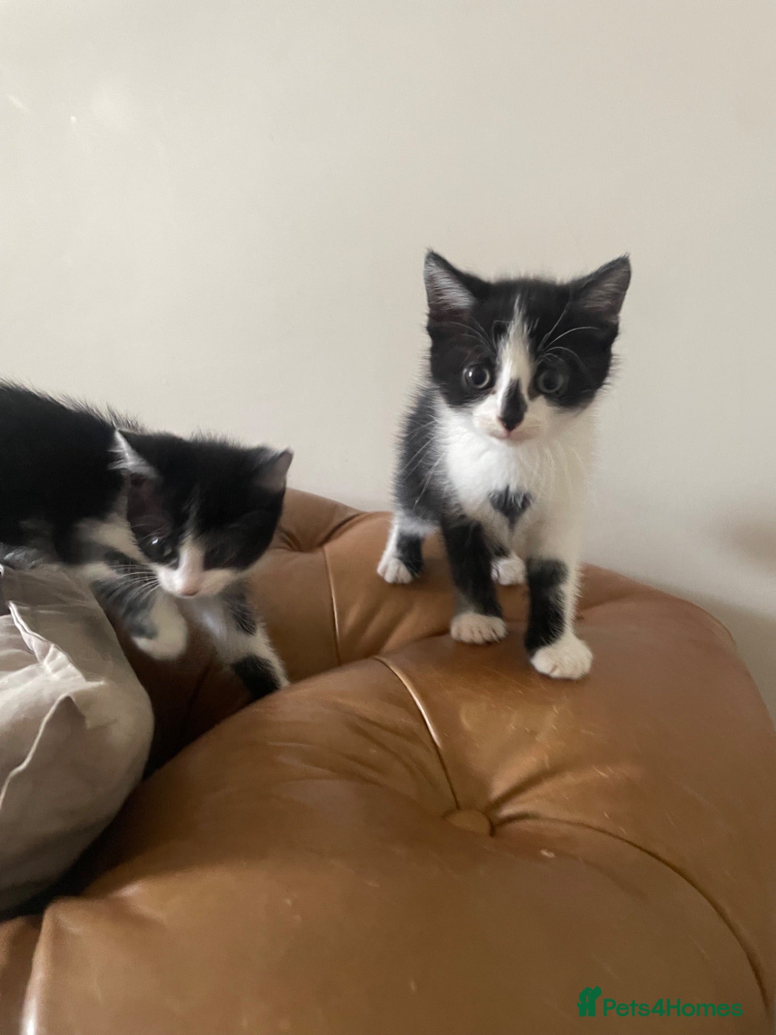 Mixed Breed cats Beautiful Maine Coon Mix Kittens  - Advert 2