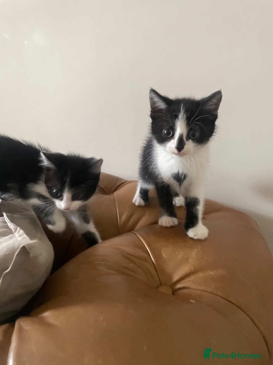 Mixed Breed cats for sale: Beautiful Maine Coon Mix Kittens  - Advert 2
