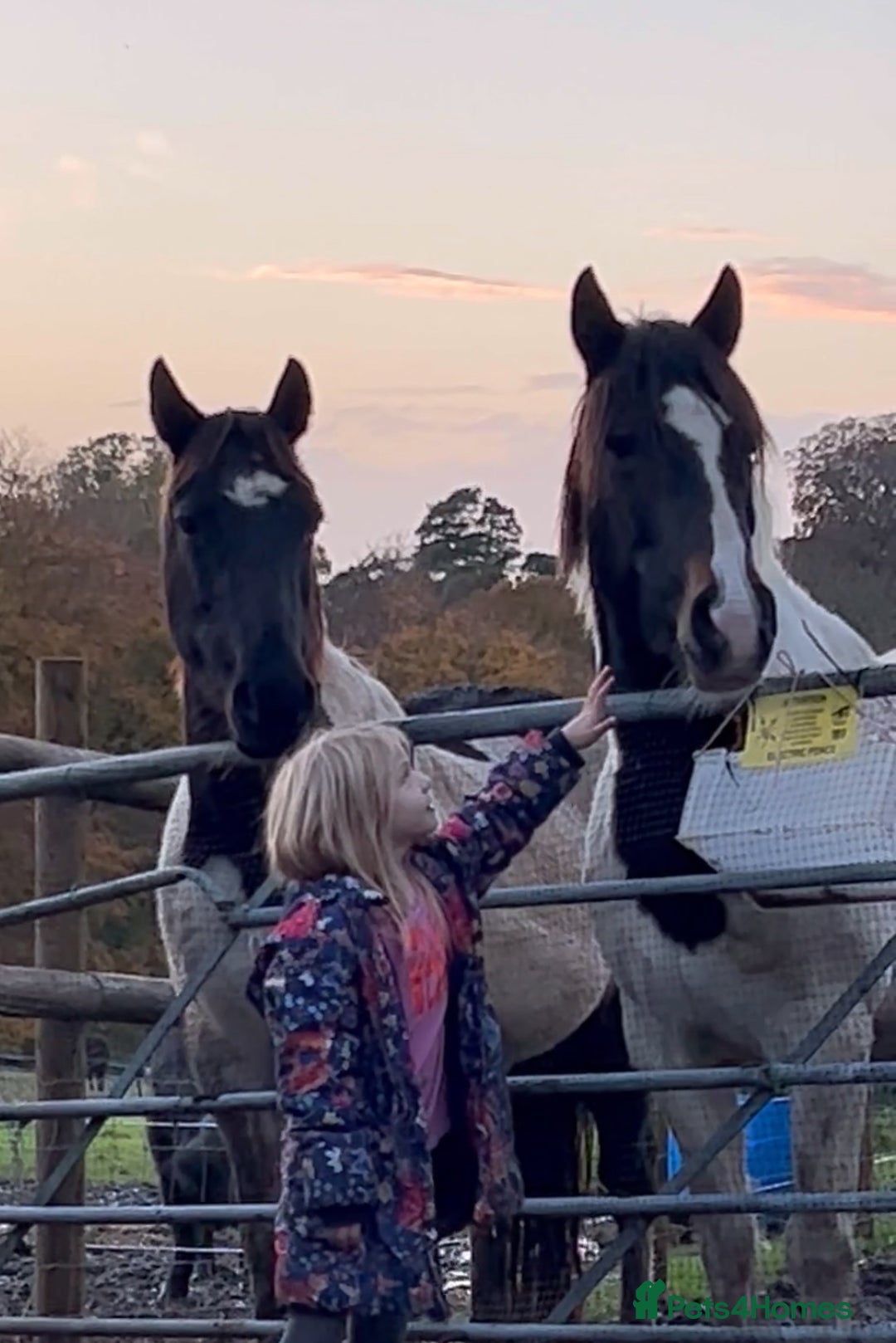 Trotter horses for sale: Companion horses looking for pet homes - Advert 4
