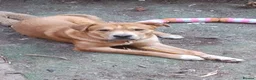 Mixed Breed dogs for sale: Mastiff for sale  - Advert 2