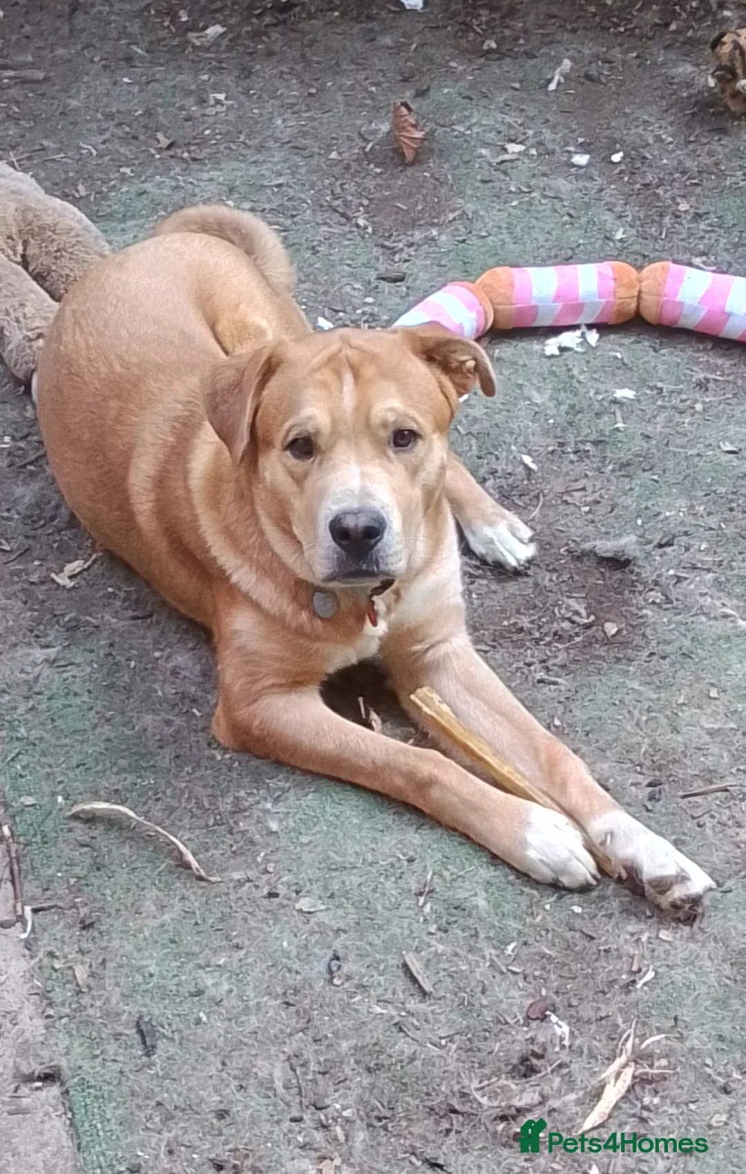 Mixed Breed dogs for sale: Mastiff for sale  - Advert 2